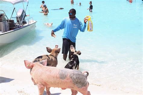 eleuthera pigs|Eleuthera Swimming Pigs & Famous Pink Sands Beach All。